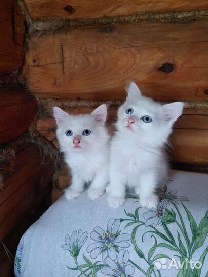 Котята турецкой ангоры