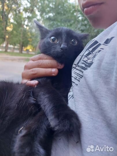 Котята, красивый окрас, есть черный, в добрые руки