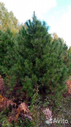 Саженцы сосны крупномеры 4,0-5,0 m