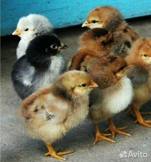 Продаются цыплята