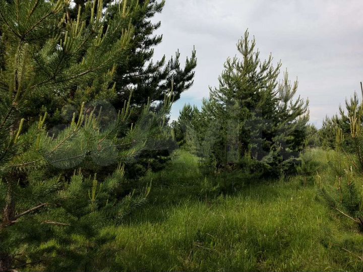 Участок 6,5 га (ИЖС)