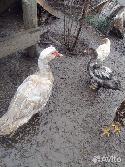 Мускусные утки