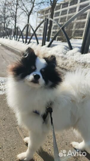 Вязка немецкий шпиц той ищем невесту