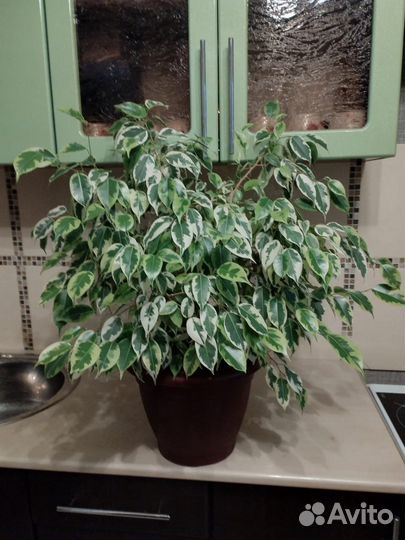 Фикус бенджамина пестролистный