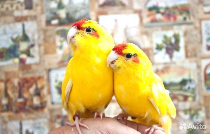 Какарик желтый выкормыш