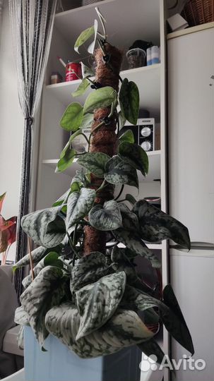 Цветы домашние