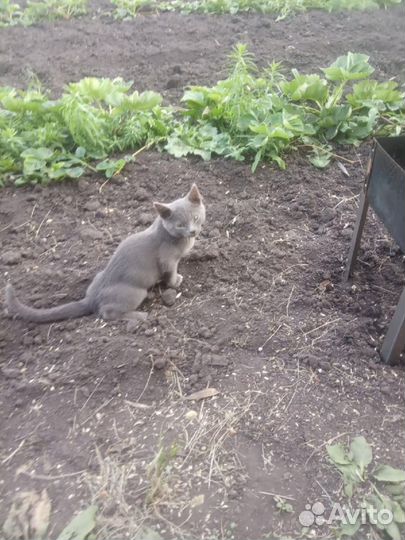 Кошки в добрые руки бесплатно