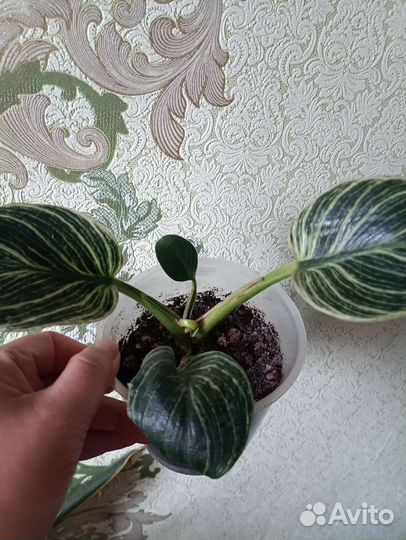 Филодендрон бурле Маркс вариегатный,Фил Биркина