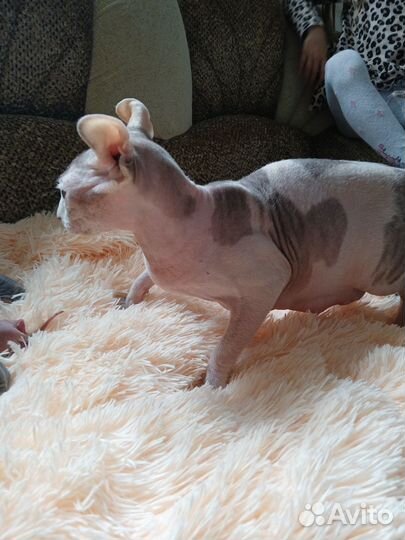 Продаются котята