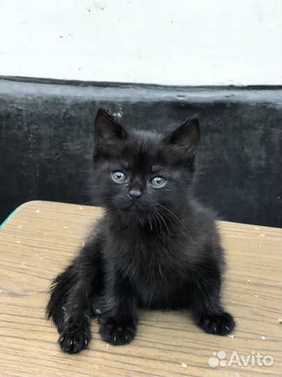 Черный котенок