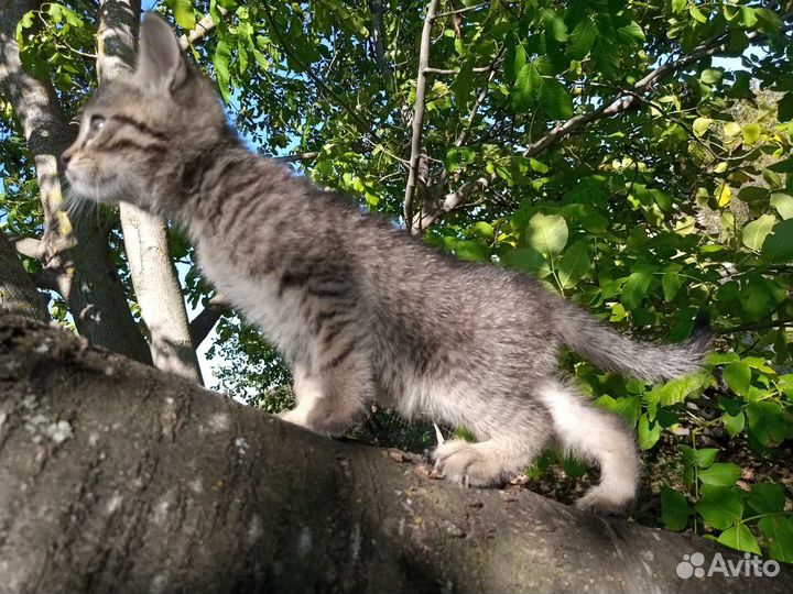 Котята мышеловы в добрые руки