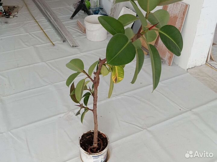 Фикус, шефлера и другие