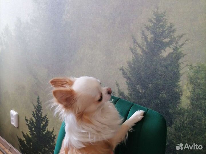 Чихуахуа кобель