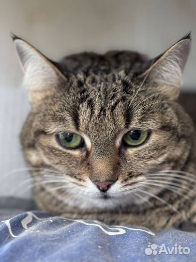 Кошечка из приюта ищет дом