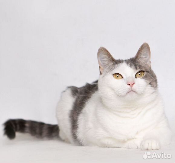 Молодая шотландская кошечка Лиза ищет дом