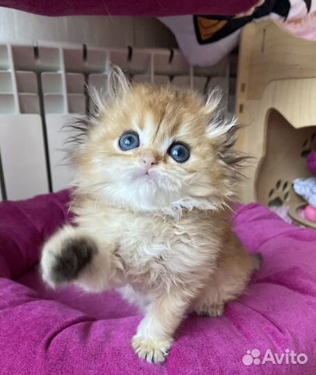 Длинношерстные пупсы