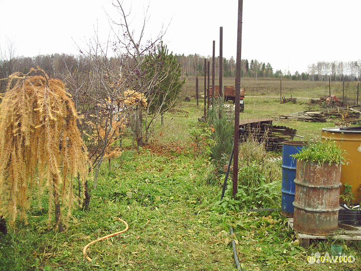 Саженцы лиственницы плакучей формы