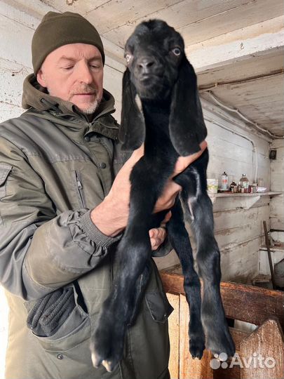 Козлята Нубийци Камори