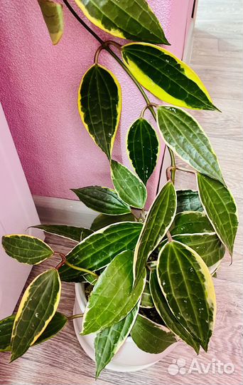 Хойи №6 (срезом)