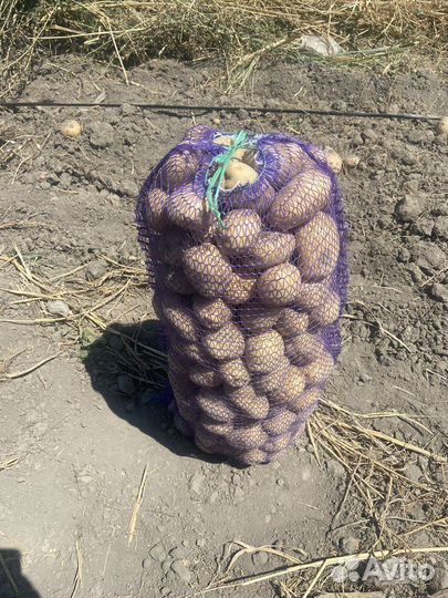 Картофель оптом местная 2023