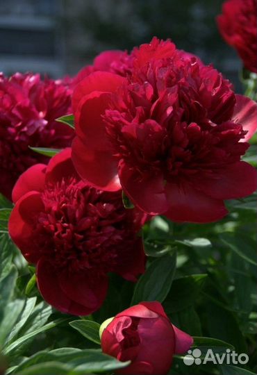 Пионы Ароматные