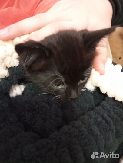 Котёнок (девочка) в добрые руки