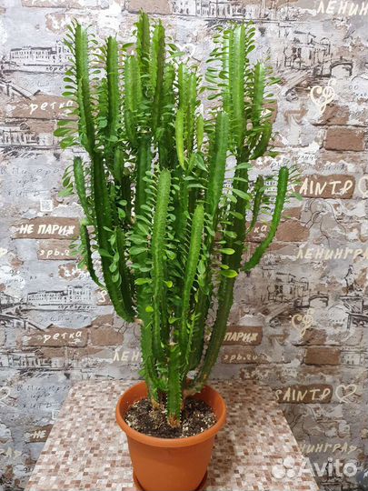 Молочай трехгранный кактус