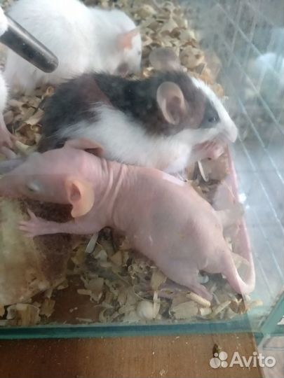 Крысули - лапули