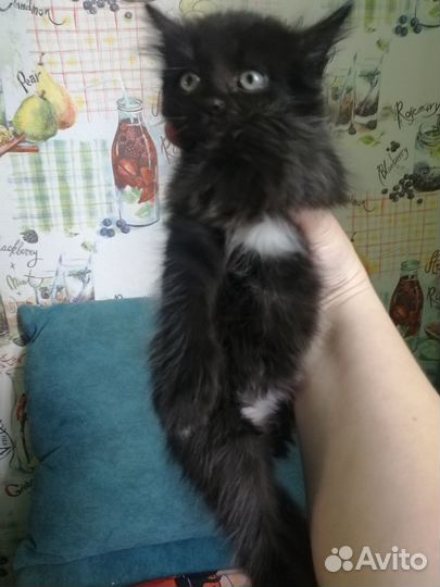 Котята в добрые руки бесплатно