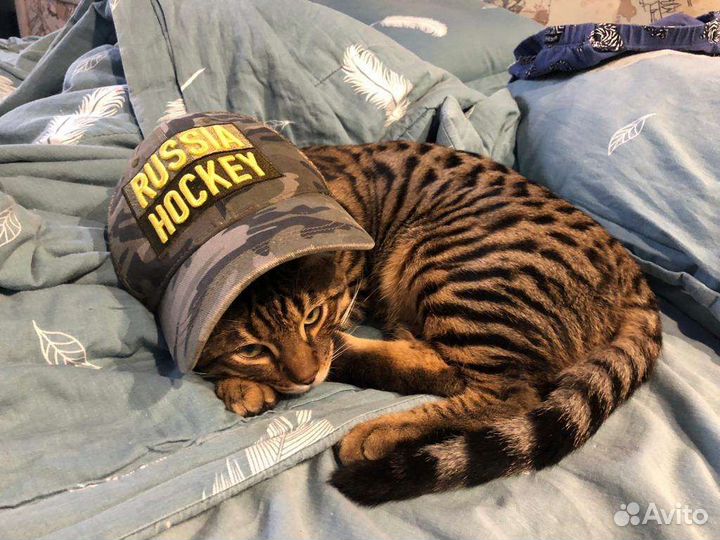 Кот на вязку
