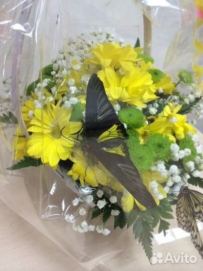 Живые тропические бабочки