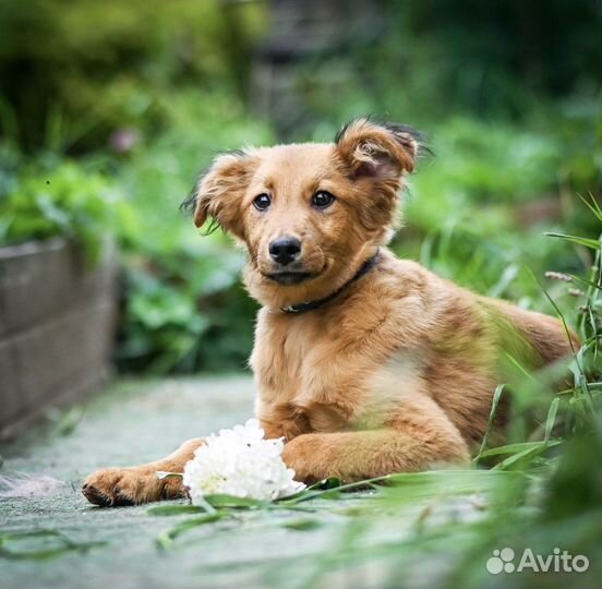 Щенок в добрые руки