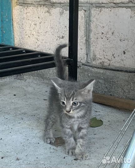 Котят в добрые руки