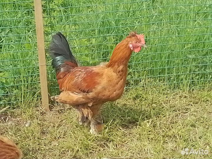 Супер петух