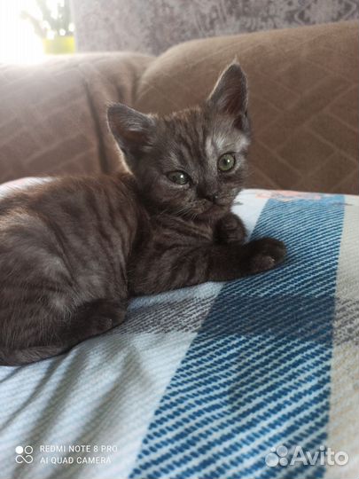 Шотландские прямоухие котята