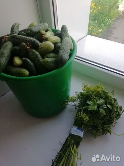 Огурцы домашние