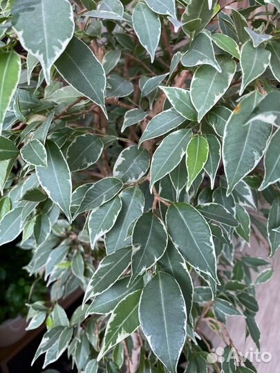 Комнатные цветы. Бегония,фикусы, педилантус