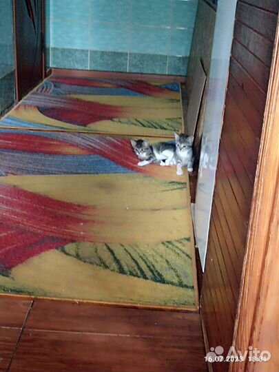 Кошки в добрые руки бесплатно