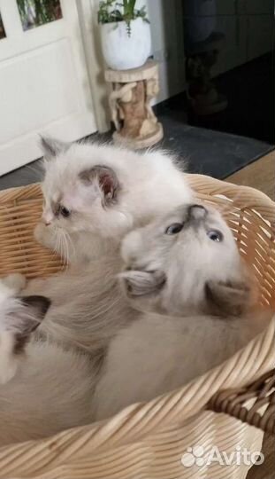 Регдолл элитные котята