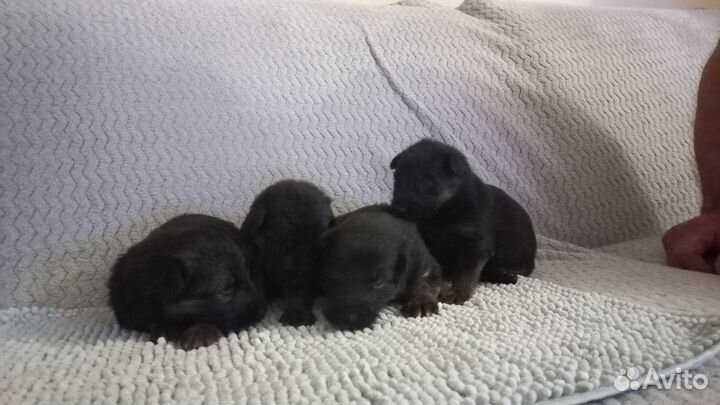 Щенки немецкой овчарки. Чистокровные