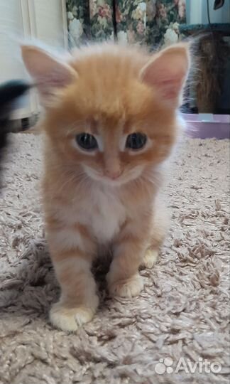 Котята сибурмята