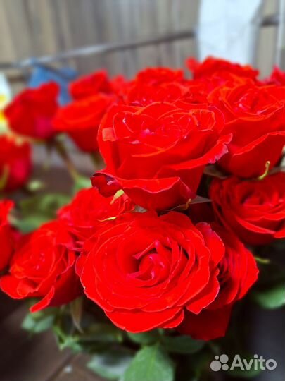 Розы Цветы Букеты с доставкой 21 33 51