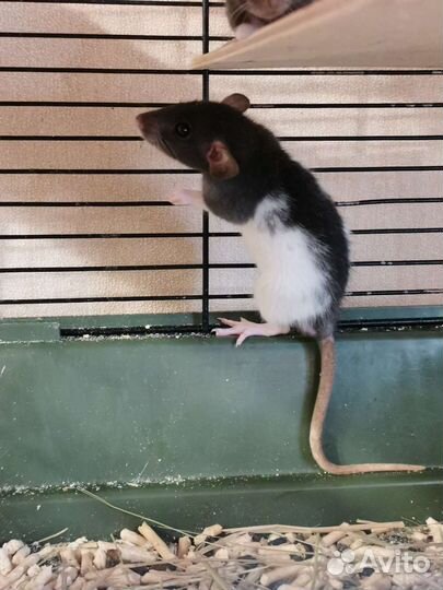 Крыса дамбо