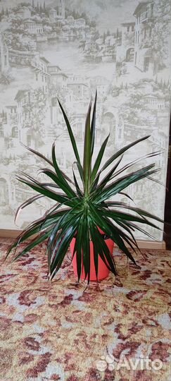 Пальма драцена