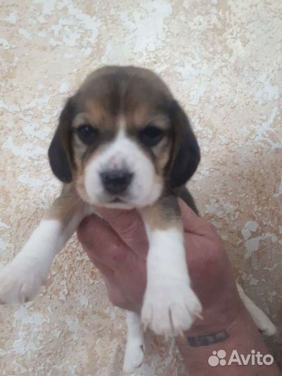 Щенки бигль с документами