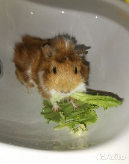 Продаю морскую свинку