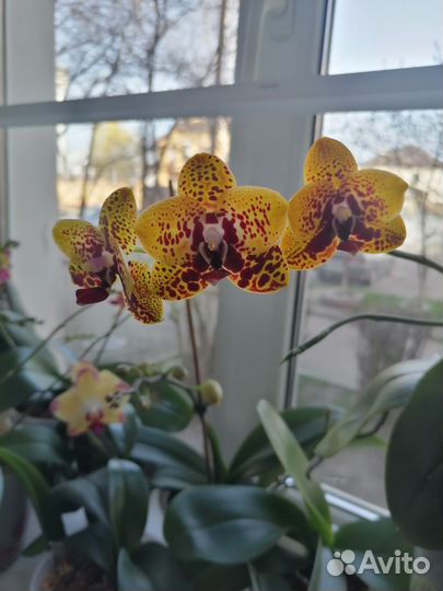 Орхидея фаленопсис