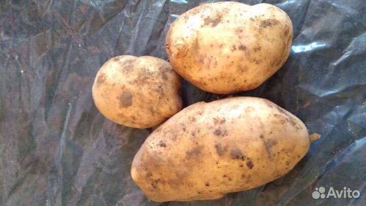 Картофель сортовой семенной