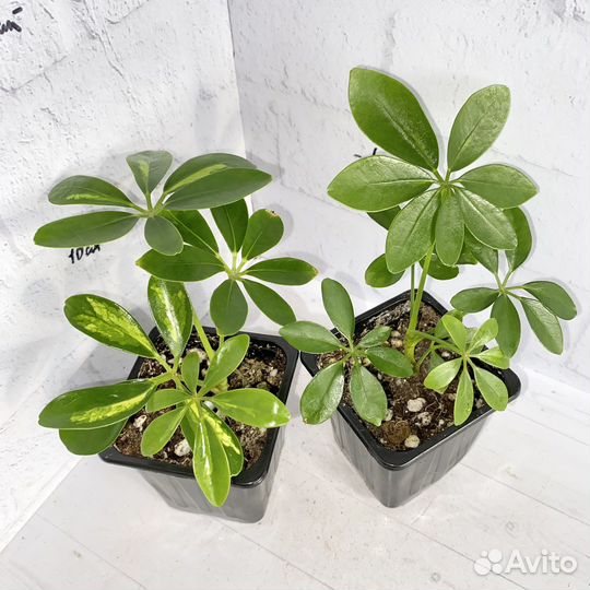 Шефлера вариегатная