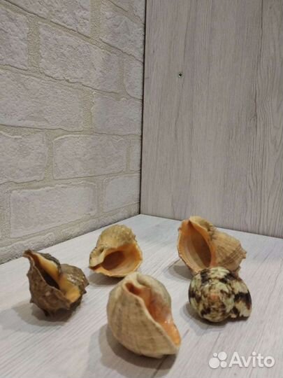 Морские ракушки
